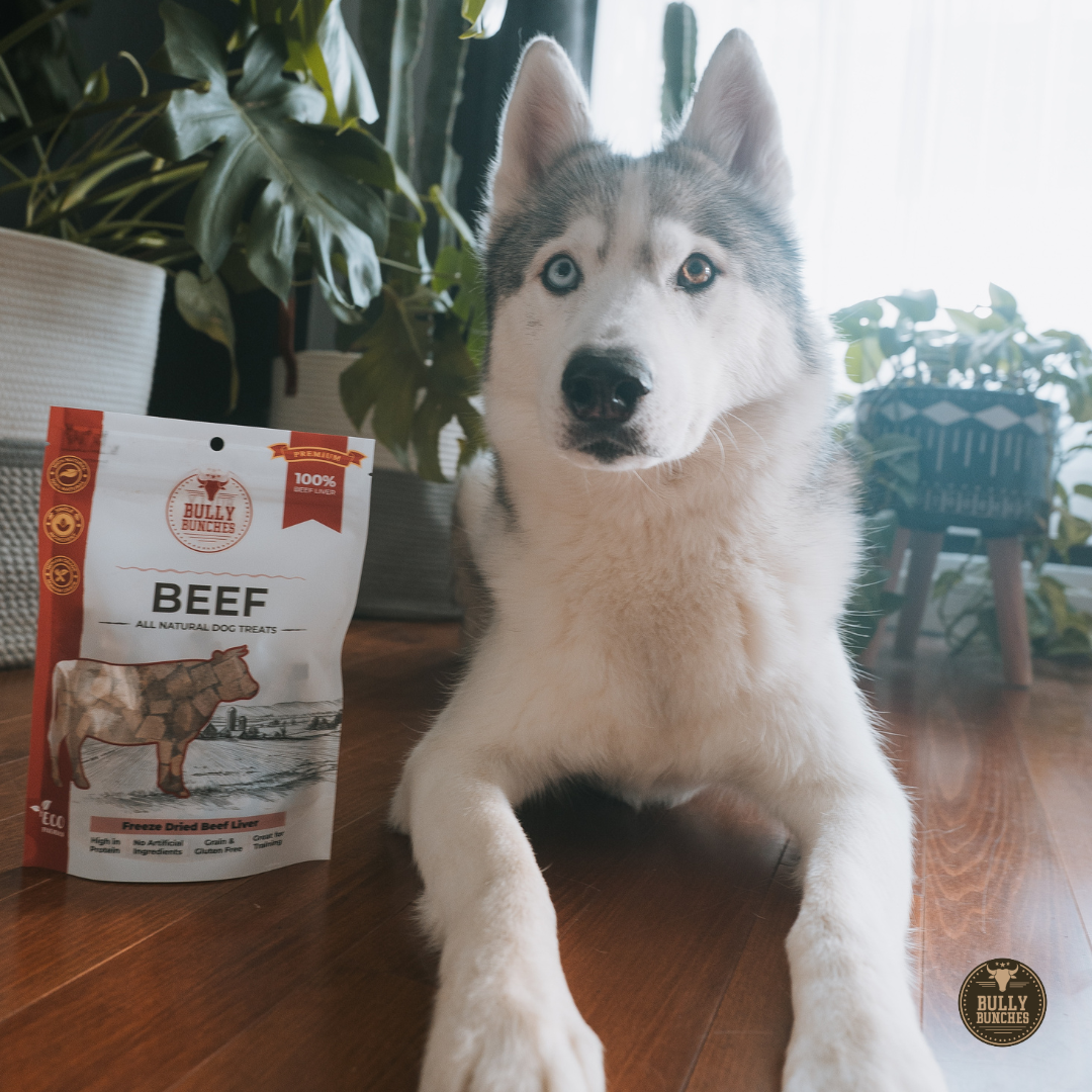 A husky dog lies on a wooden floor next to a bag of Bullseye Beef dog food, with indoor plants and a bright window in the background.