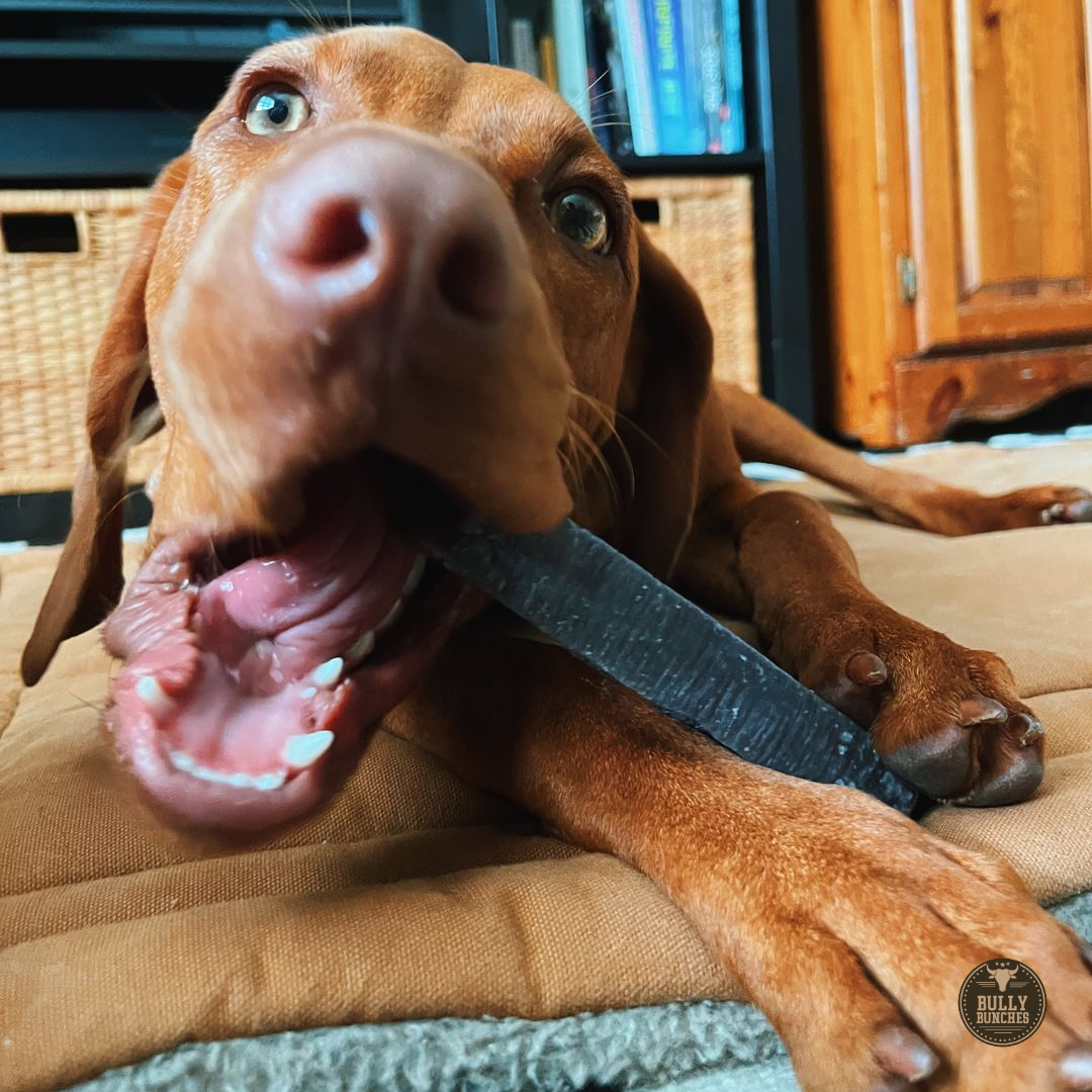 Dog chewing on a yak chew with a home interior background