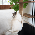 Cat sitting on a carpeted floor next to a wooden shelf with a plant in the background