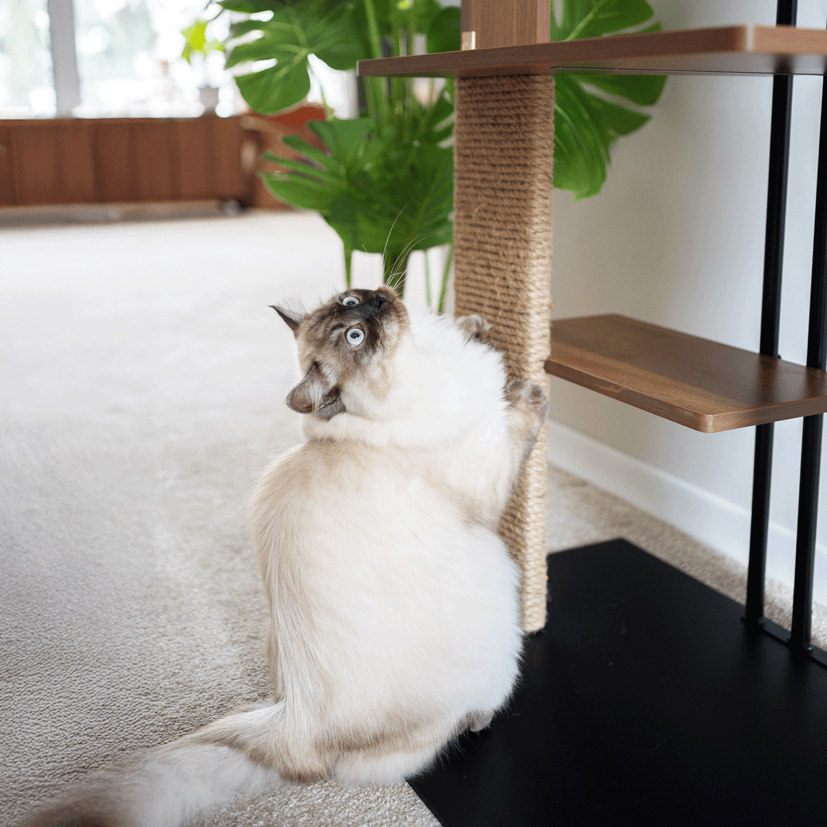 Cat sitting on a carpeted floor next to a wooden shelf with a plant in the background