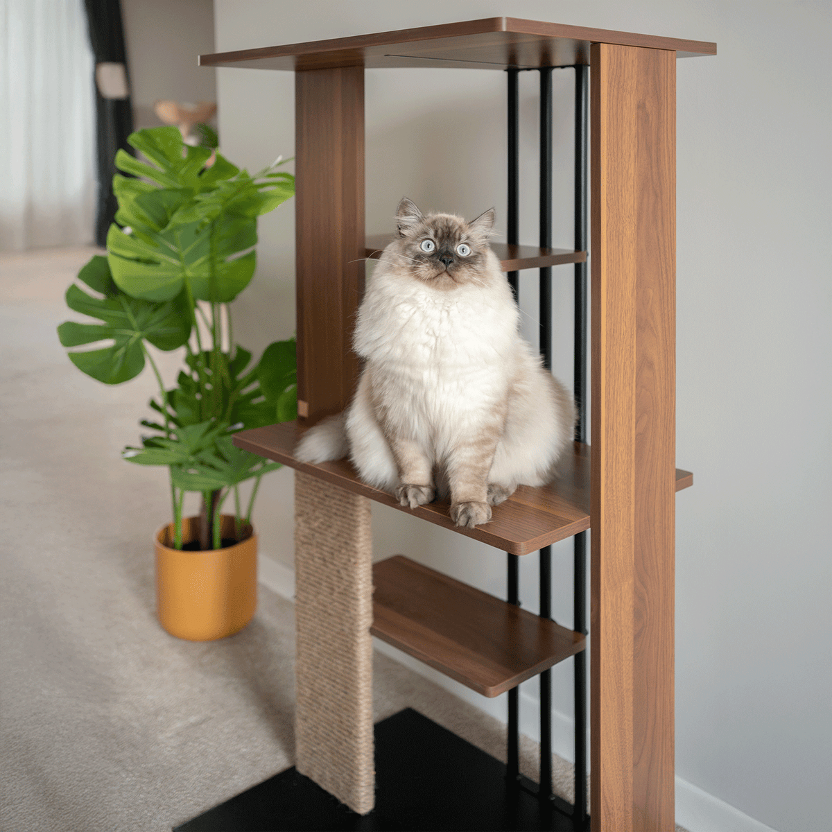 Cat sitting on a wooden cat tree with a plant in the background
