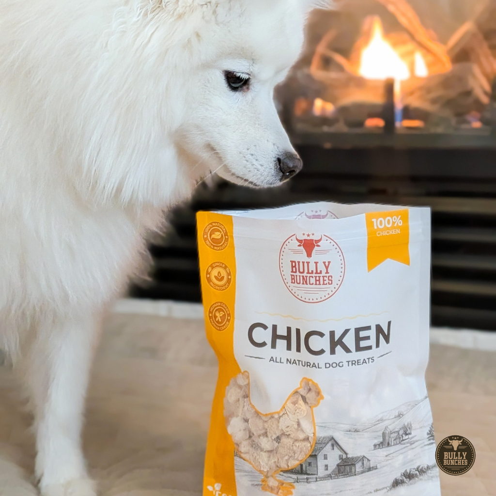 White dog looking at a bag of Bully Bunchers chicken treats in front of a fireplace.