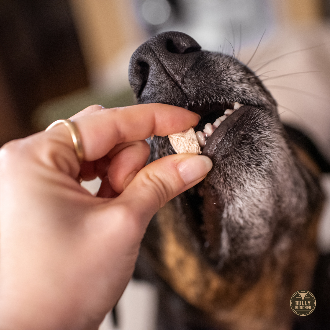 A close-up lifestyle shot of a person's hand giving a small beige treat to a black and brown dog's mouth.