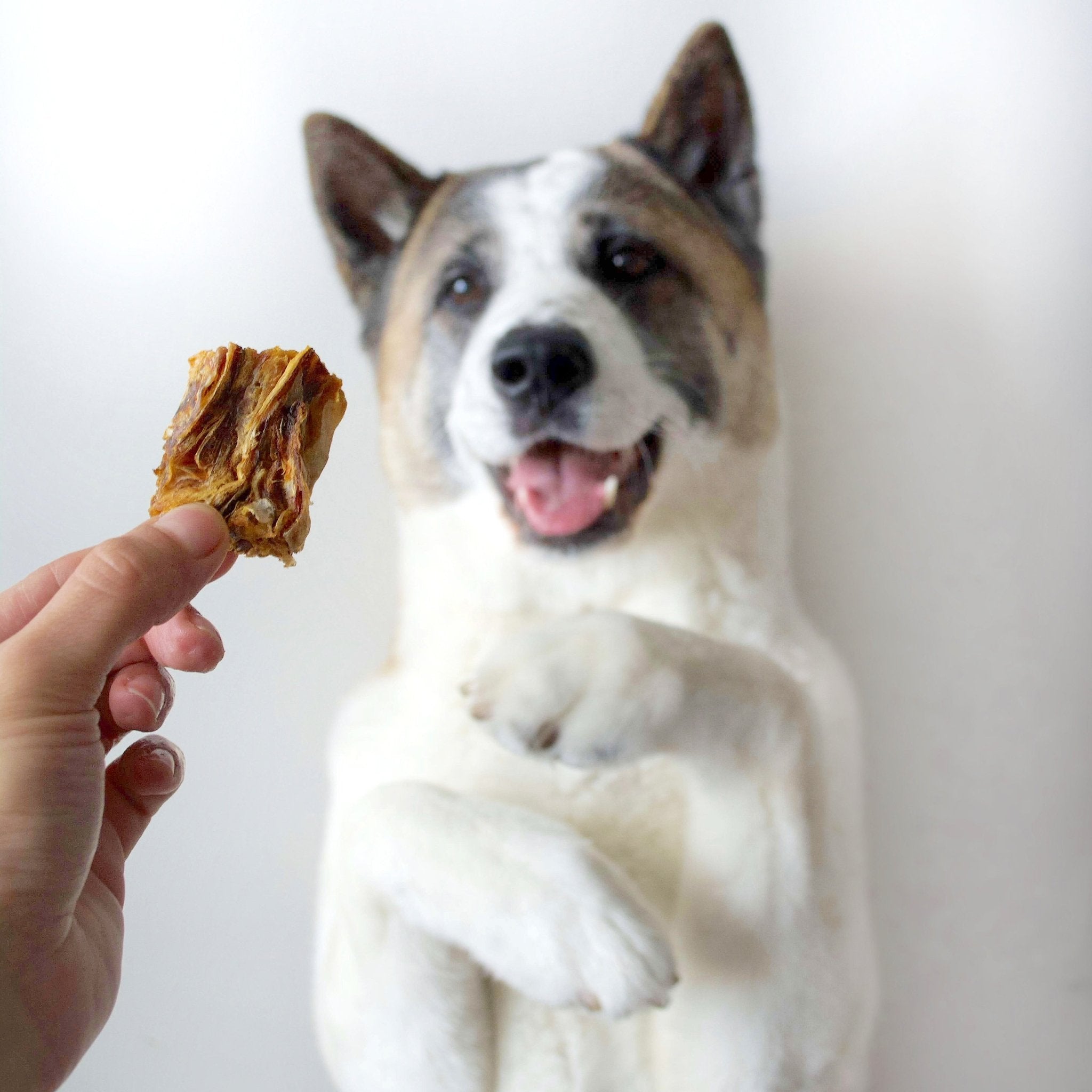 Dog eagerly looking at a treat held by a person against a plain background