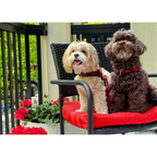 Two dogs sitting on a red cushioned chair outdoors with flowers in the background.