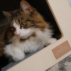 Calico cat sitting inside a pet house