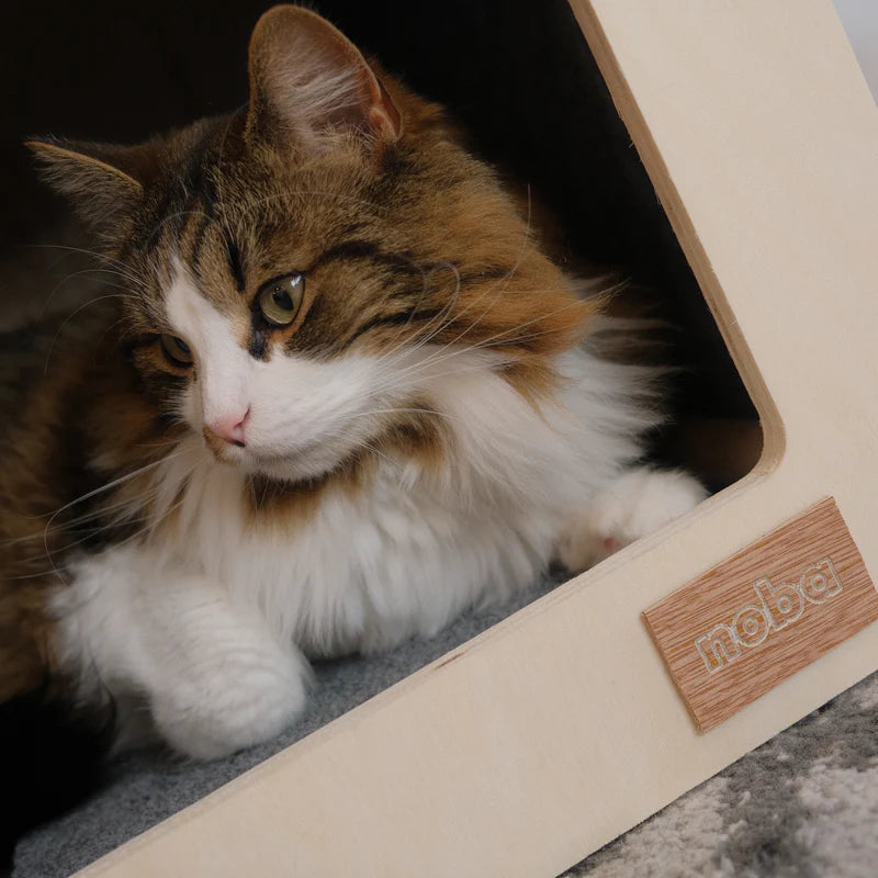 Calico cat sitting inside a pet house