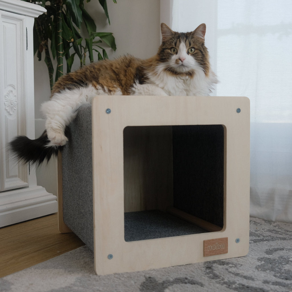 Cat sitting on a wooden cat house with a plant and white cabinet in the background