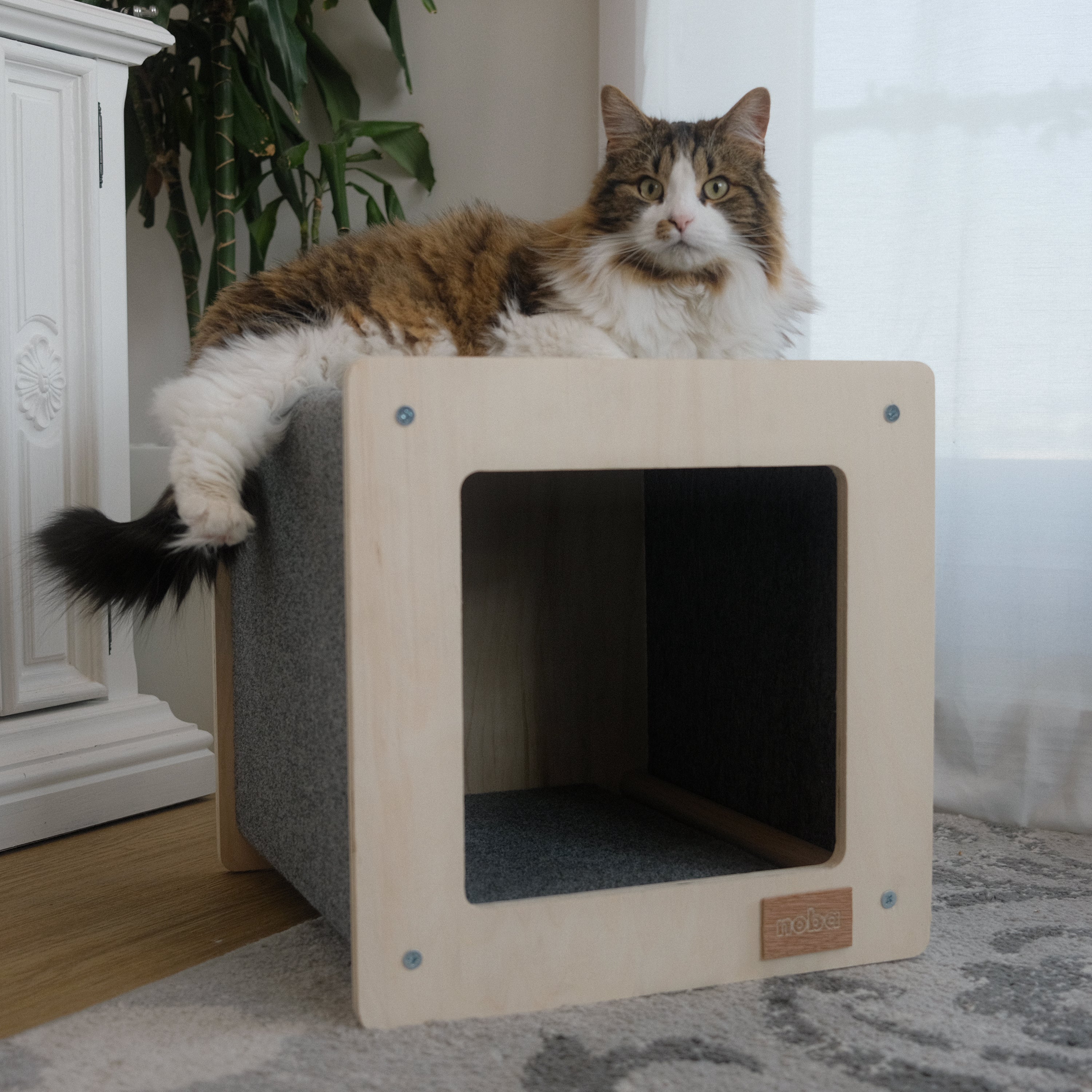 Cat sitting on a wooden cat house with a plant and white cabinet in the background