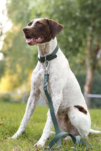 Dog on a leash sitting in a grassy area with trees in the background