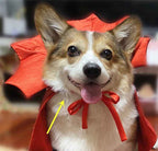 Dog wearing a red cape with a yellow arrow pointing to it