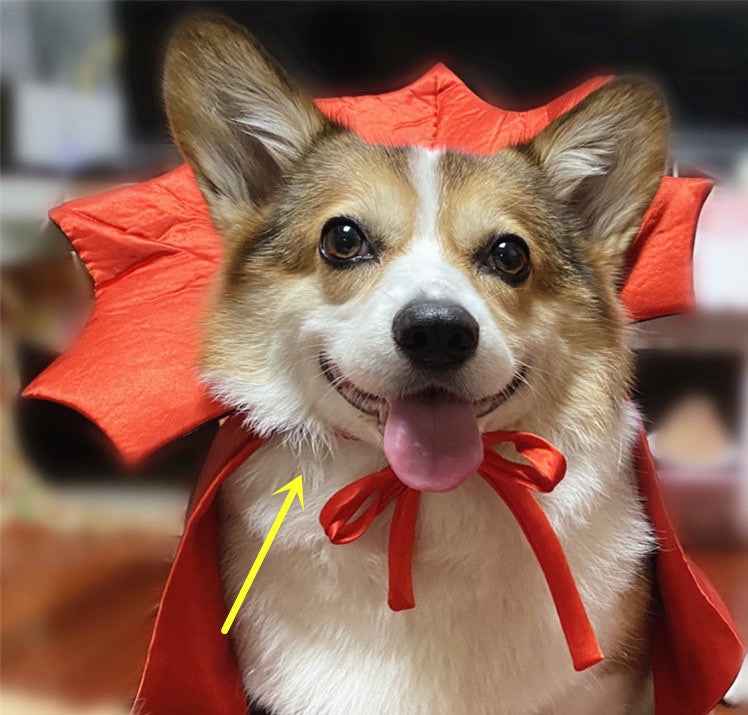 Dog wearing a red cape with a yellow arrow pointing to it