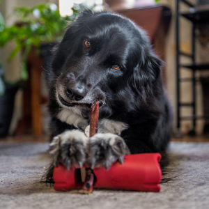 Black dog chewing on a red toy indoors