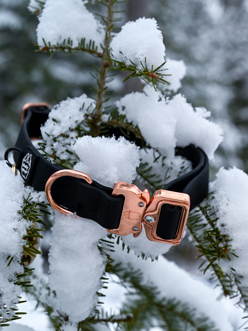 Black dog collar on a snowy tree