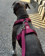 Dog wearing a burgundy harness on a street