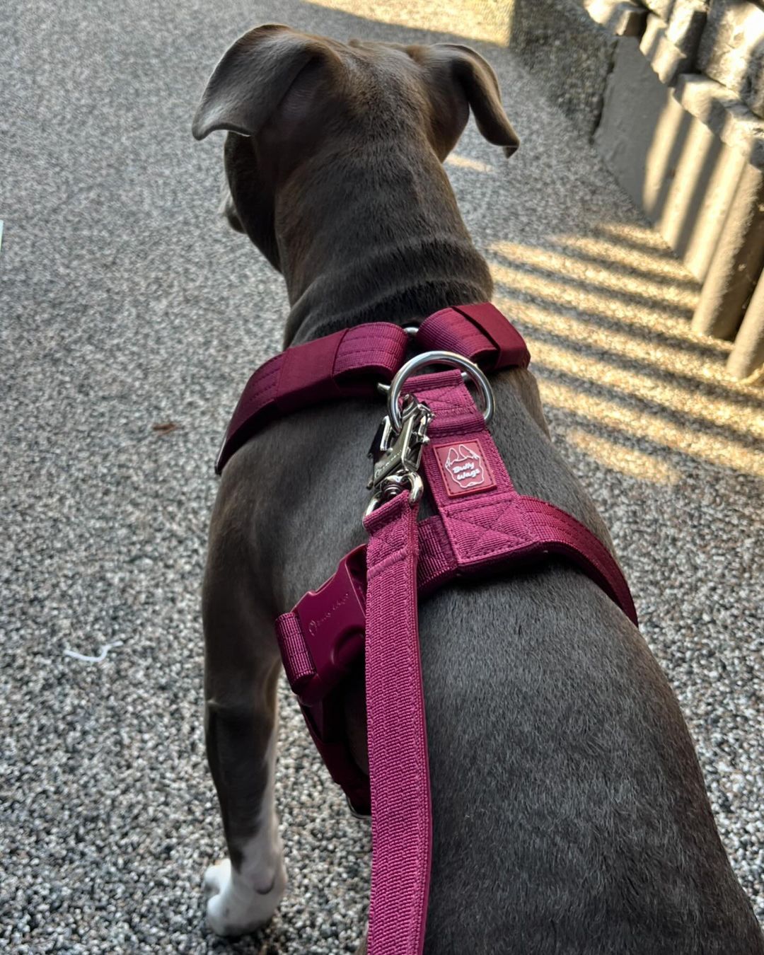 Dog wearing a burgundy harness on a street
