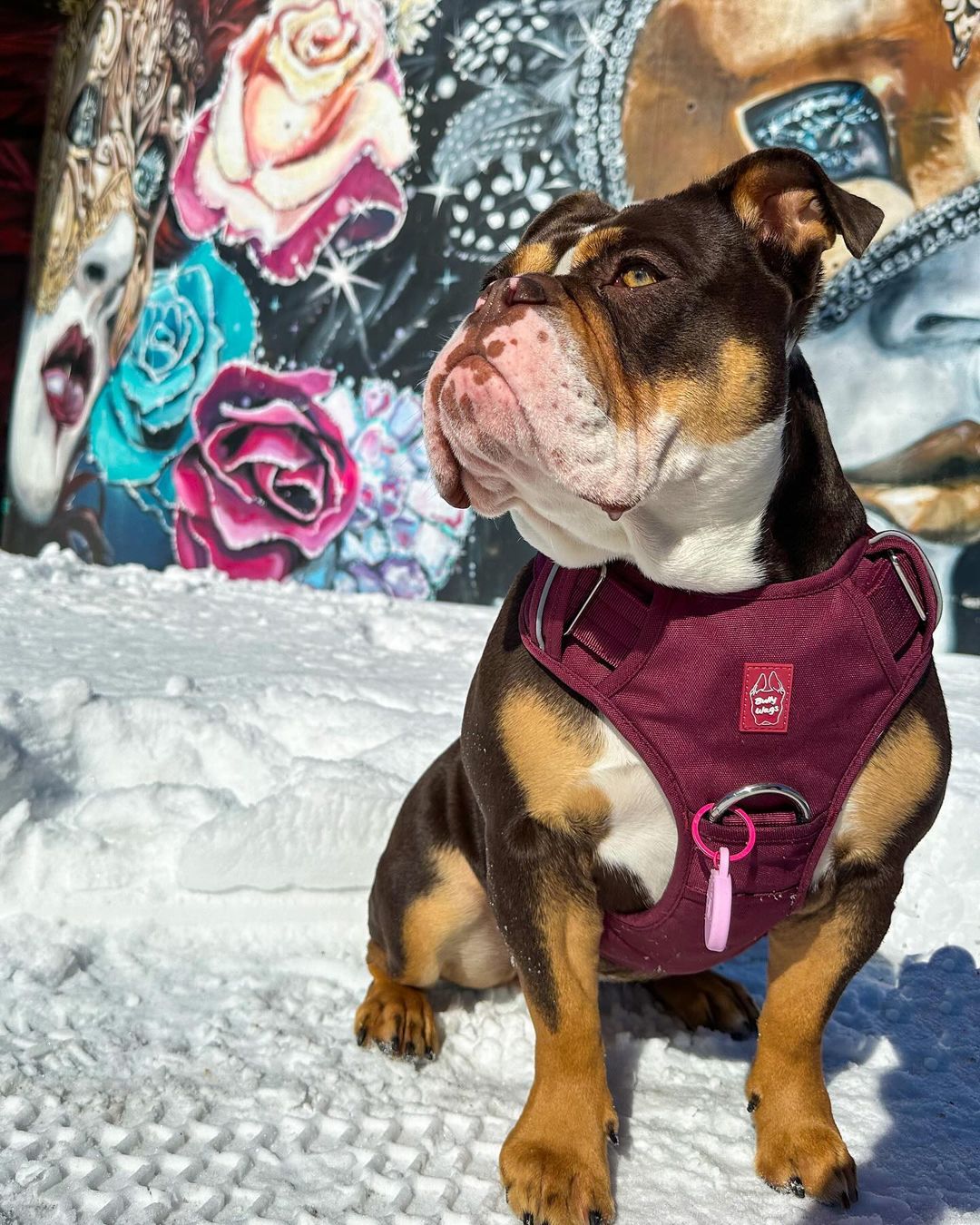Dog wearing a burgundy harness in the snow with a colorful mural in the background