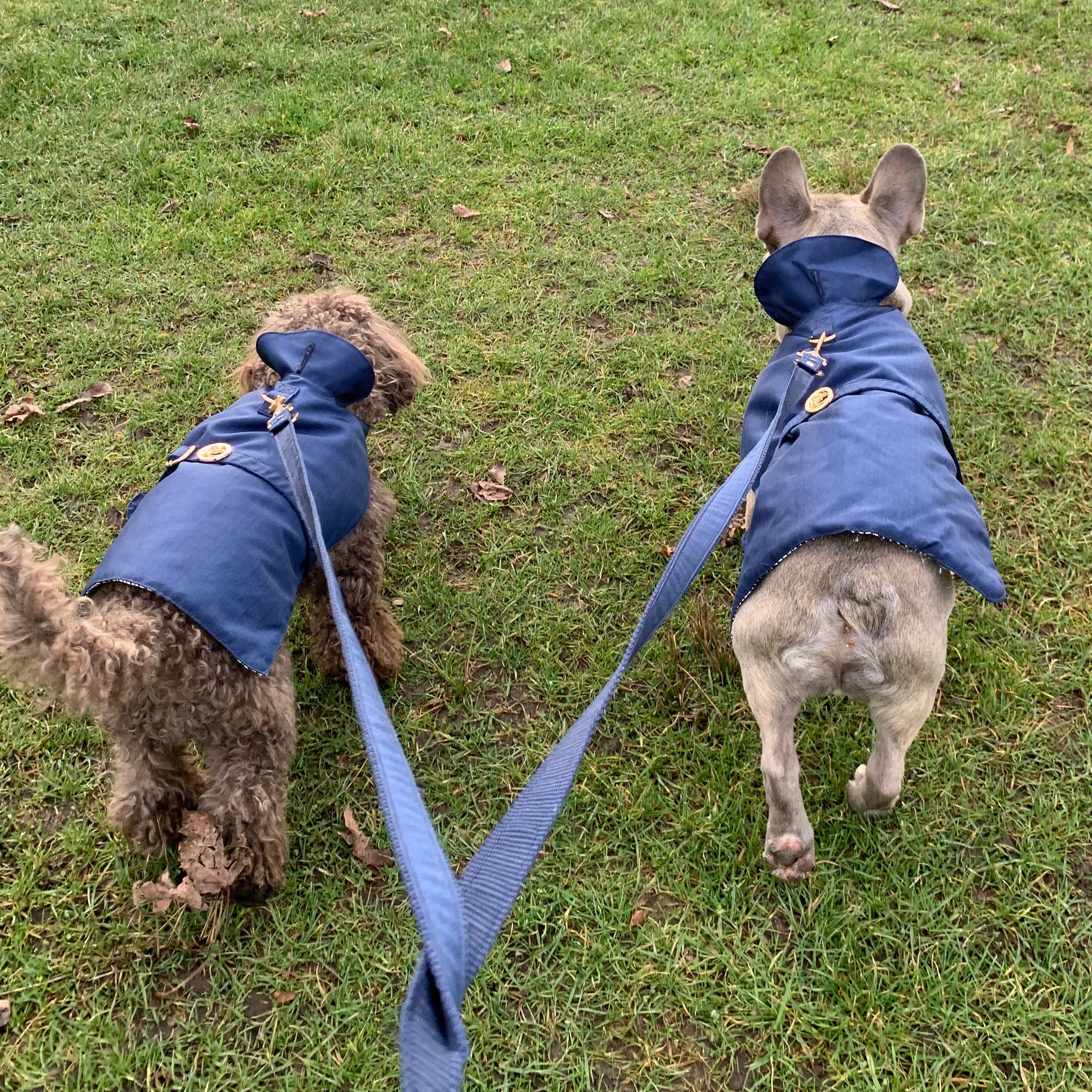 Two dogs wearing blue coats on a grassy field