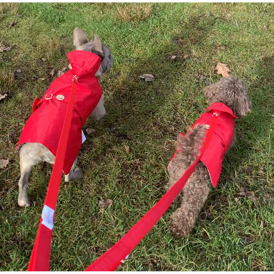 Two dogs wearing red raincoats on a grassy field