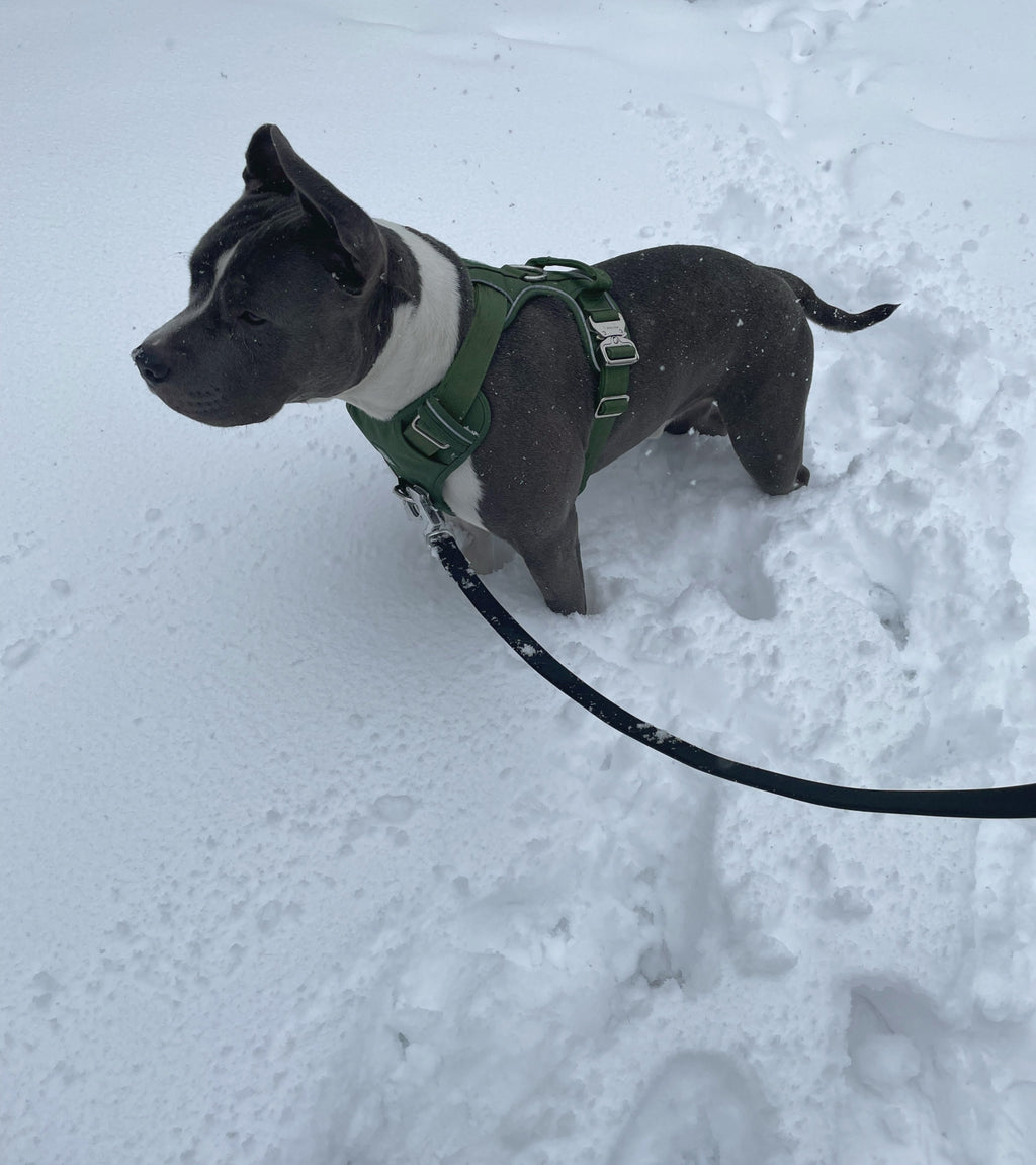 Dog wearing a green harness standing on snow