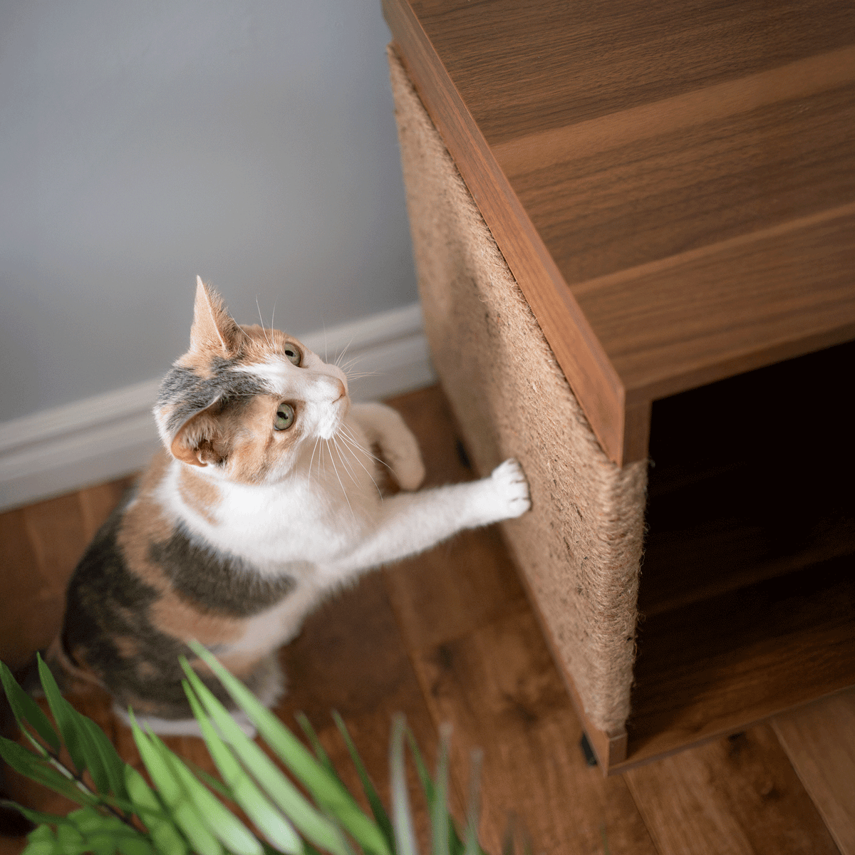 Cat climbing a wooden scratching post on a wooden floor.