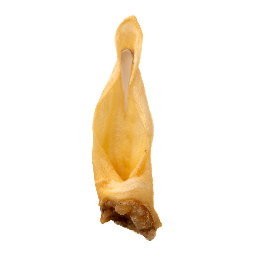 Yellowish-brown dried lamb ear resembling a folded leaf or paper on a white background