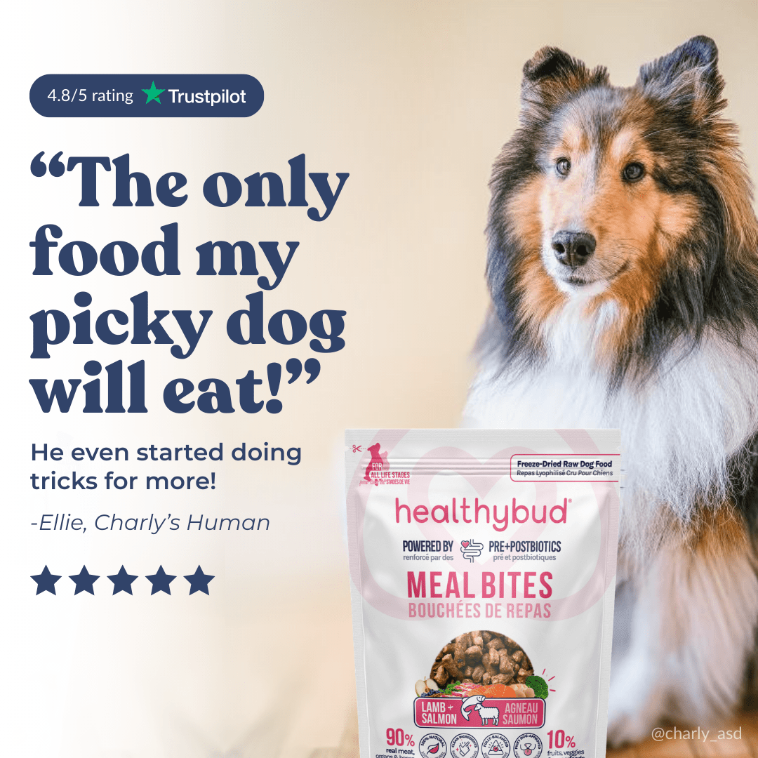 Dog with a 'Healthybud' meal bites package and positive customer review text.
