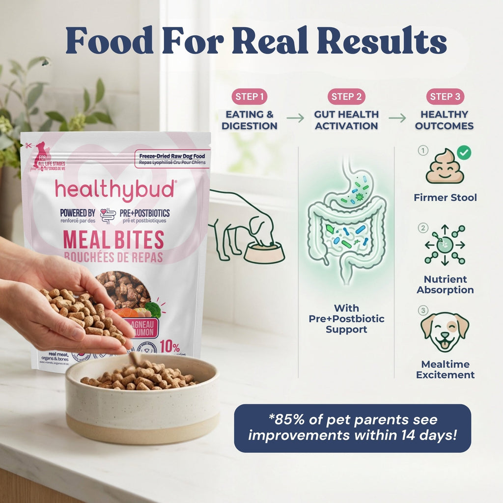 Healthybud meal bites packaging with a bowl of pet food and promotional text on a kitchen counter.