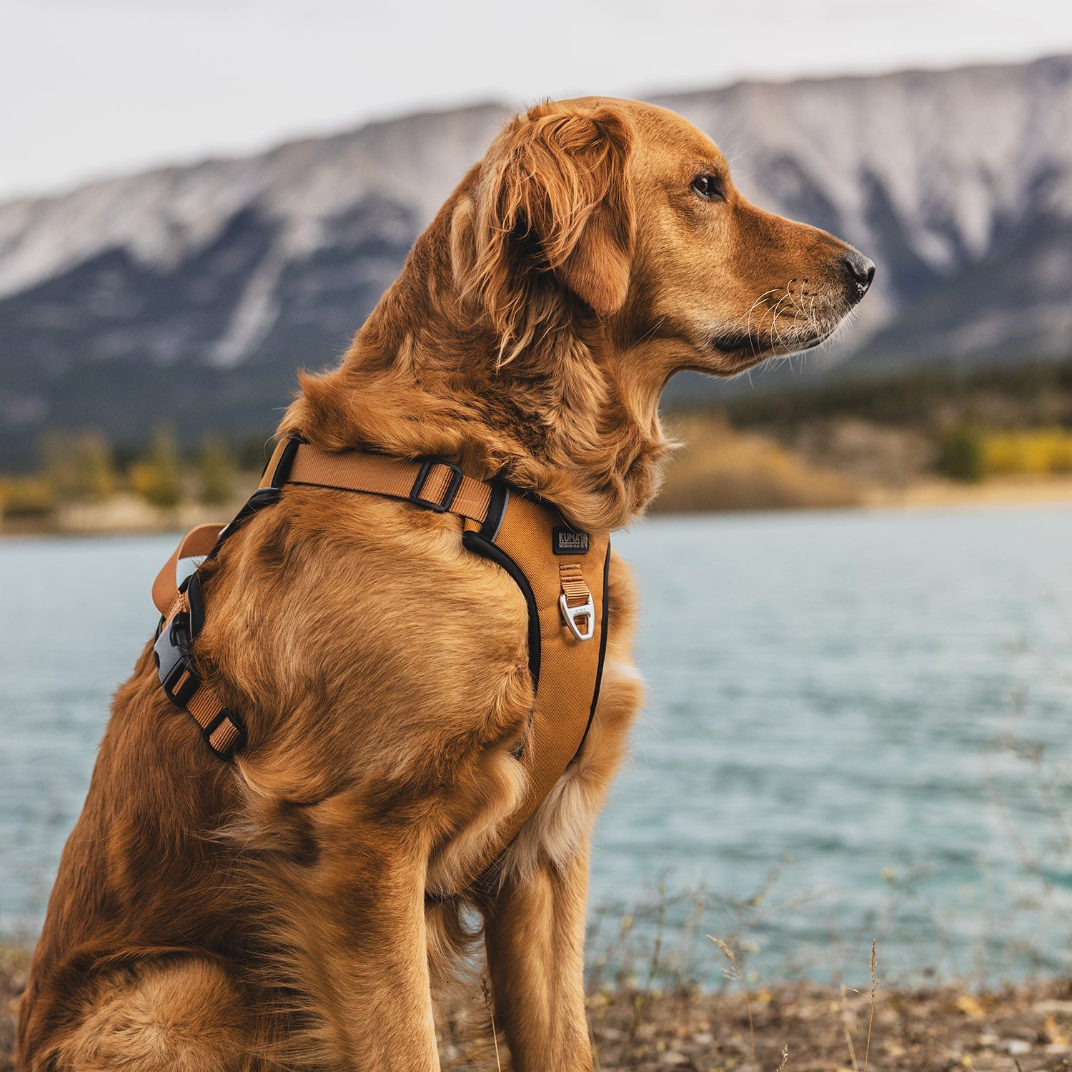 Dog wearing a harness sitting by a lake with mountains in the background