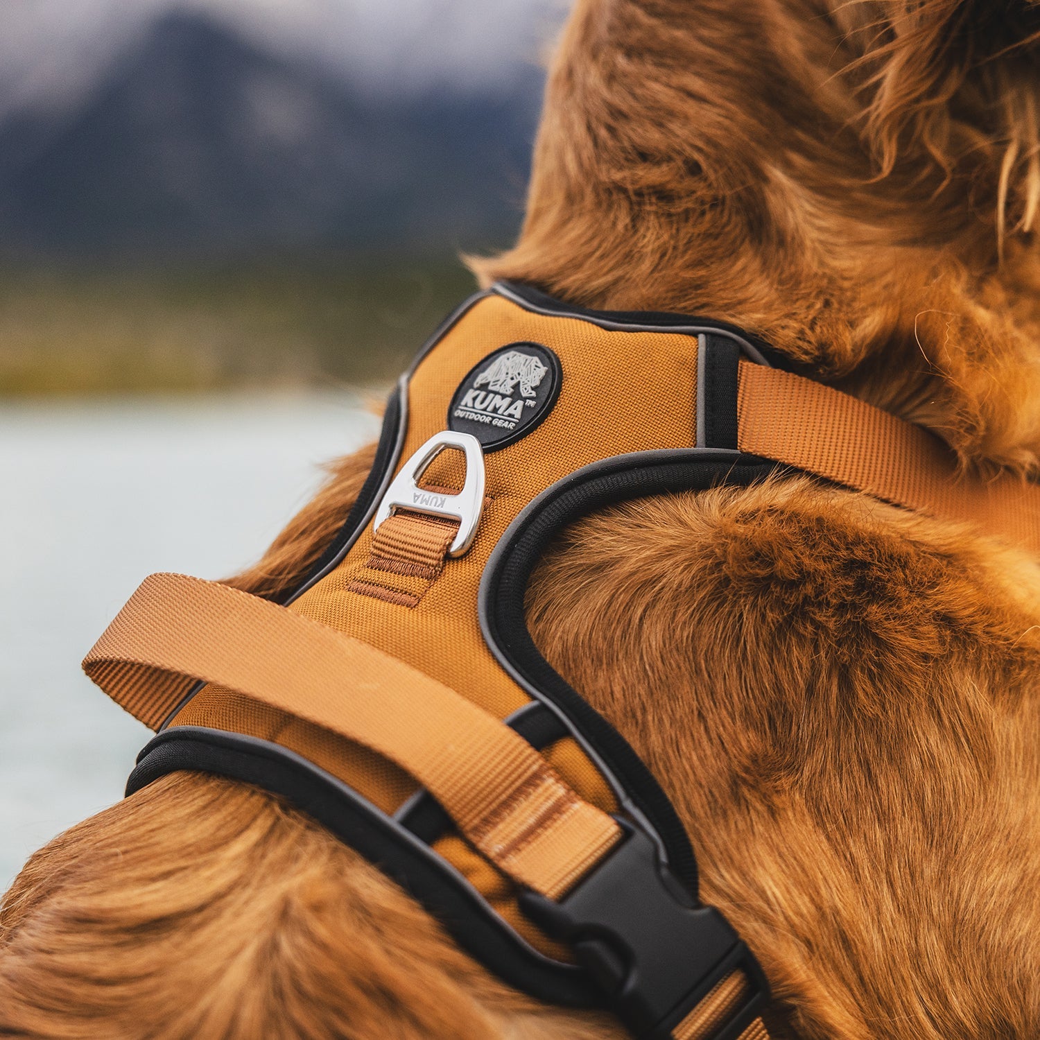 Dog wearing a dog harness