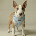 Dog wearing a denim harness on a beige background