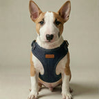 Dog wearing a denim harness on a beige background