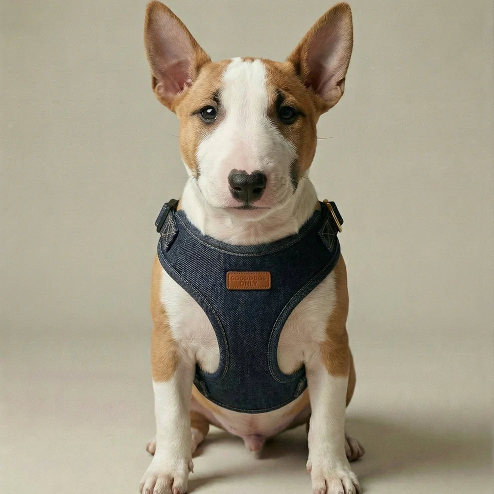 Dog wearing a denim harness on a beige background