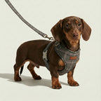 Dachshund wearing a plaid harness on a light background
