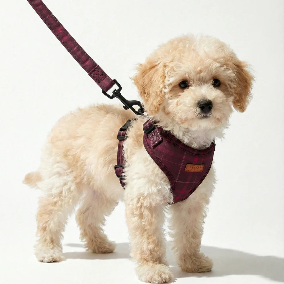 Small dog wearing a plaid harness and leash on a white background