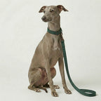 Dog wearing a green collar and leash on a white background