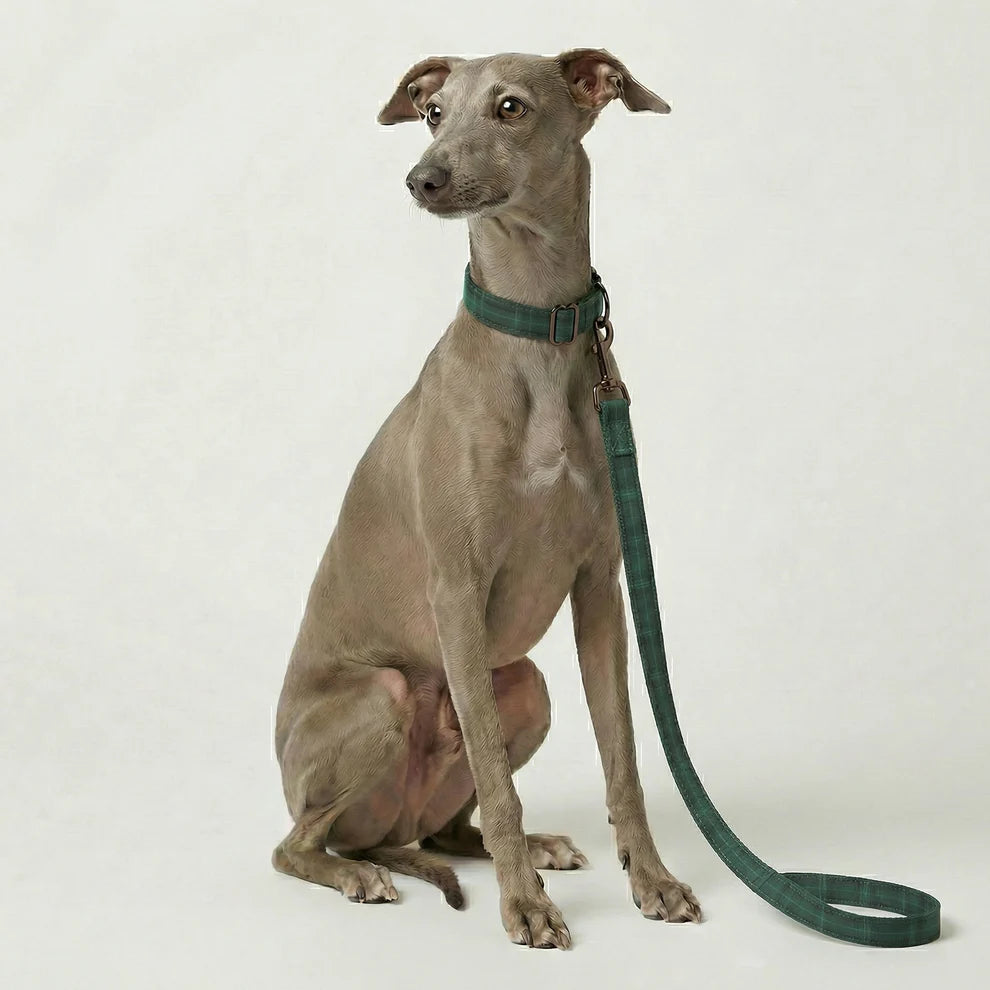 Dog wearing a green collar and leash on a white background