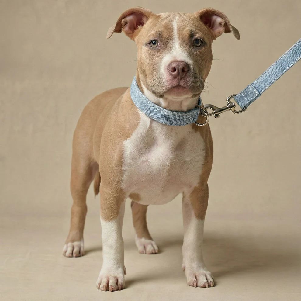 Dog wearing a blue collar and leash on a beige background
