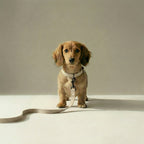 Small dog on a leash standing on a light surface with a neutral background