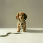 Small dog on a leash standing on a light surface with a neutral background