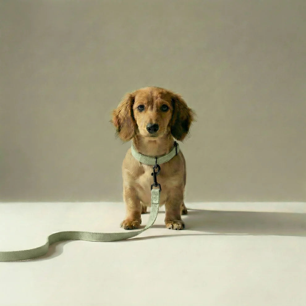 Small dog on a leash standing on a light surface with a neutral background