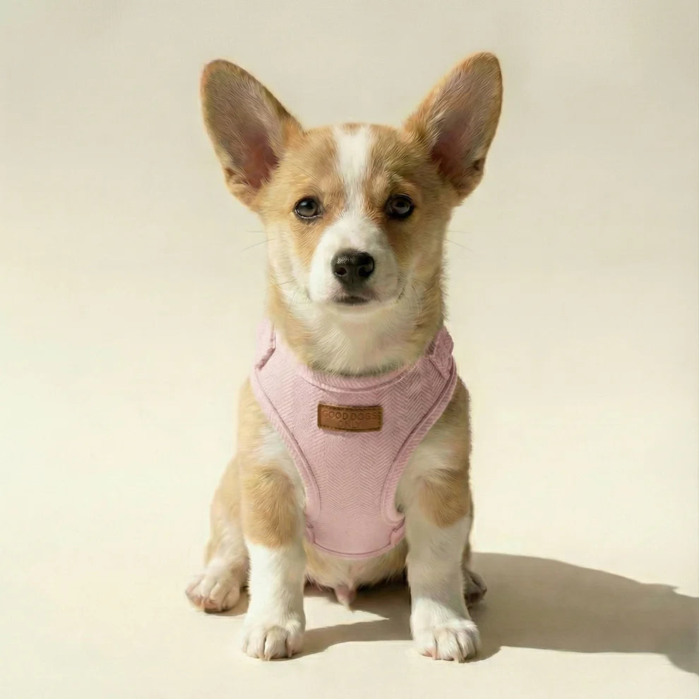 Cute puppy wearing a pink harness on a beige background