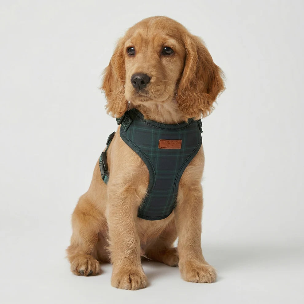 Dog wearing a green harness on a white background