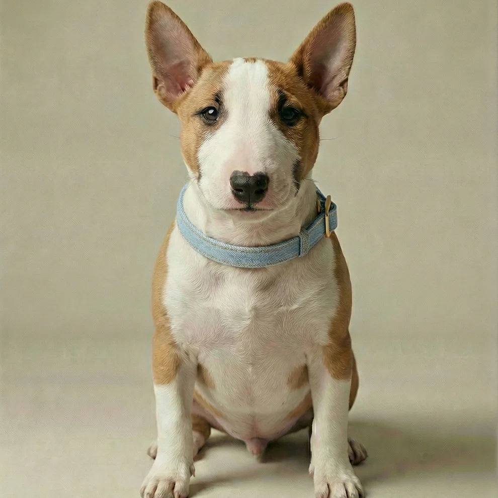 Dog with a blue collar sitting on a beige background