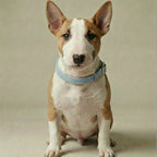 Dog with a blue collar sitting on a beige background