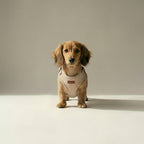 Small dog wearing a beige harness on a plain background