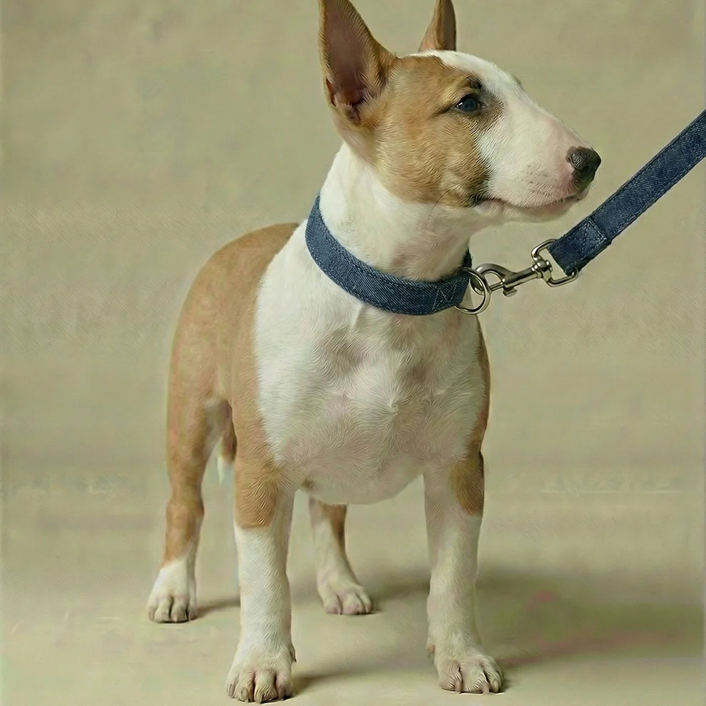 Dog wearing a blue collar and leash on a beige background