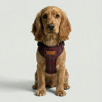 Dog wearing a plaid harness on a light gray background