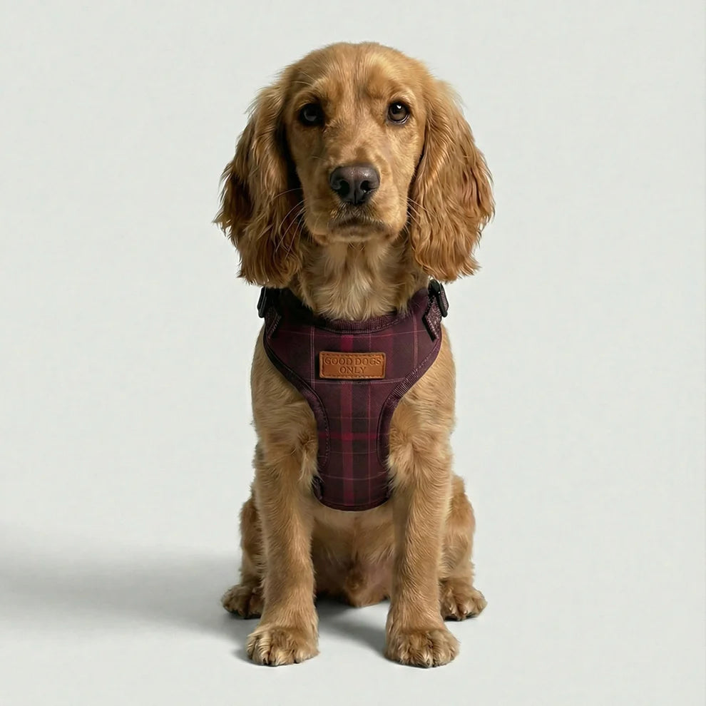 Dog wearing a plaid harness on a light gray background