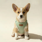 Corgi puppy wearing a green harness on a beige background